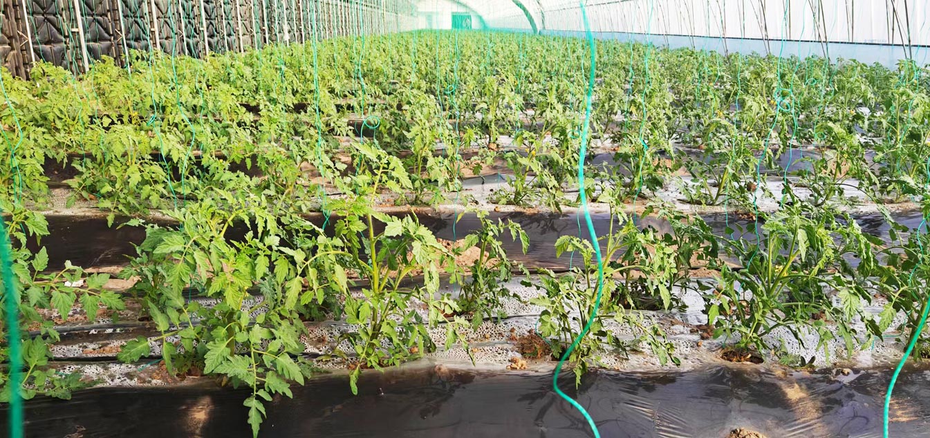 準格爾旗現(xiàn)代設(shè)施農(nóng)業(yè)科技轉(zhuǎn)化示范園_13.jpg 準格爾旗現(xiàn)代設(shè)施農(nóng)業(yè)科技轉(zhuǎn)化示范園_13.jpg